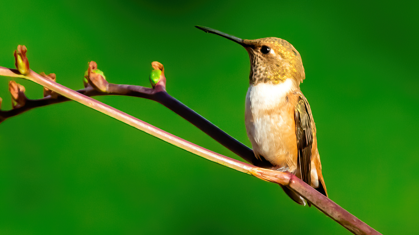Washington Coast Humming Bird 03